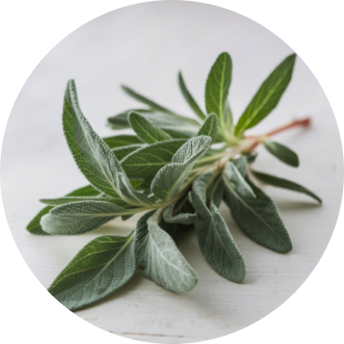 Sage