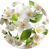 Jasmine