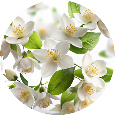 Jasmine