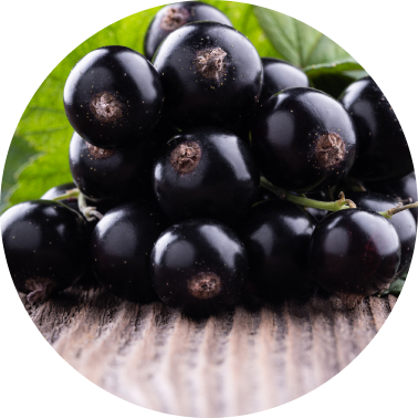 Black Currant