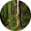  Earthy Woods
