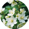  Jasmine