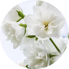 White Flowers