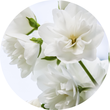 White Flowers