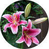   Lily
