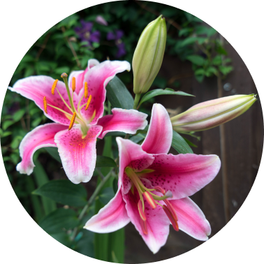 Lily