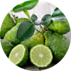  Bergamot