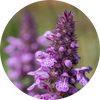   Clary Sage
