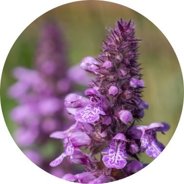  Clary Sage